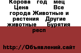 Корова 1 год 4 мец › Цена ­ 27 000 - Все города Животные и растения » Другие животные   . Бурятия респ.